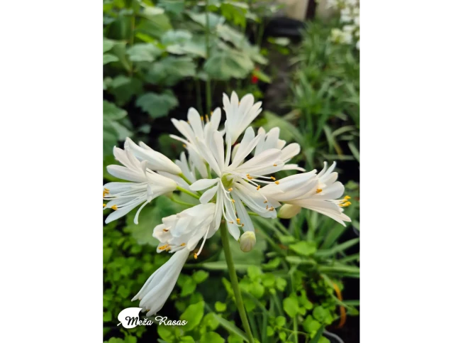 Agapanthus   DOUBLE DIAMOND = 'Rfdd'